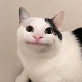 Telegram profile photo for beluga portal