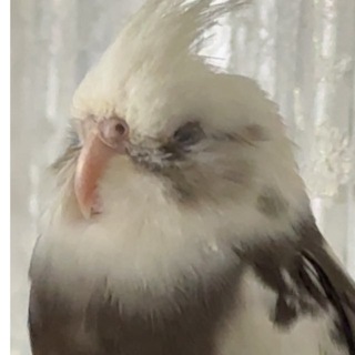 Telegram profile photo for NexaHarvest Bot