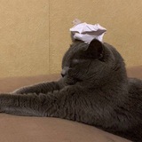 Telegram profile photo for Катарсис альтёнка