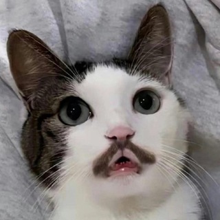 Telegram profile photo for Мемочная