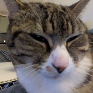 Telegram profile photo for sleepy eepies #π¦π¨π±π«π½ π¦π π π΅π€π±π π¦π πTG (β δΊΊβ Β β β’Νβ α΄β β’Νβ )(β ββ α΄β ββ βΏβ ) nippah~ activation πΈπ¦π