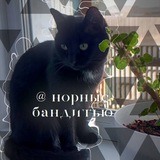 Telegram profile photo for ۞ ⲏⲟⳡⲏыⲉ ⳝⲁⲏⲇυⲧы ۞