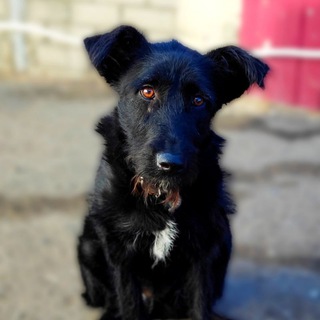 Telegram profile photo for ❤️Помощь бездомным животным Преданные ❤