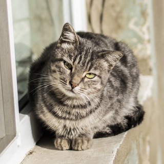 Telegram profile photo for Cat Tube