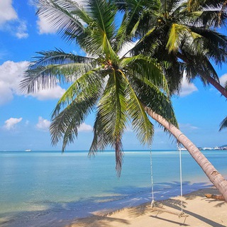 Telegram profile photo for Photo from Samui Holiday🌴