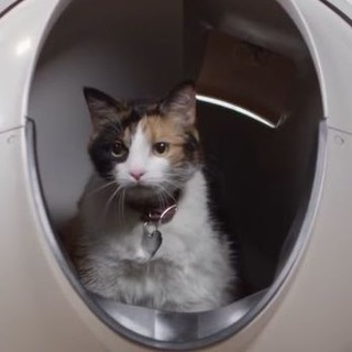 Telegram profile photo for tina’s litter