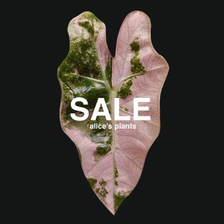 Telegram profile photo for Alice's plants продажа