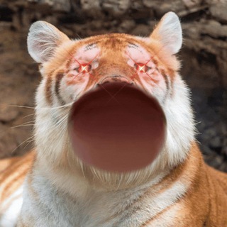 Telegram profile photo for POPAVA CTO Portal
