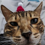 Telegram profile photo for Семья Super Procat😸😺