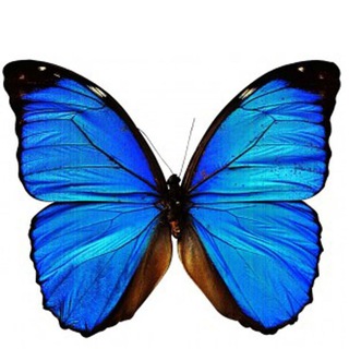 Telegram profile photo for TRAJ3CTORY (“Testimonial”-like prospective trajectory follow-up of HOM3OSTASIS | 3V3LV3)
