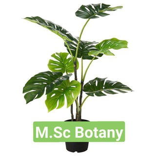 Telegram profile photo for Msc Botany Zoology