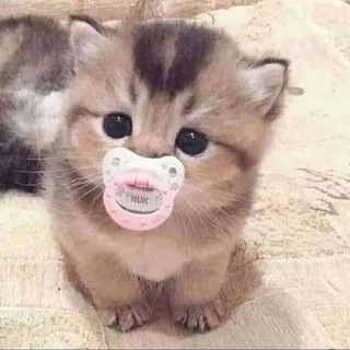 Telegram profile photo for пиар чатик💗