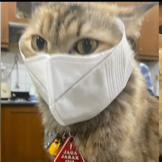 Telegram profile photo for Bₐcₖᵤₚ ᵢₙfₒ ₗᵢₙₖ