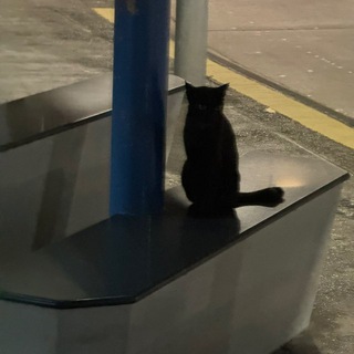 Telegram profile photo for BUS STOP CARDS