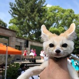 Telegram profile photo for Феньковое логово