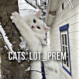 Telegram profile photo for Cats.Lot_prem
