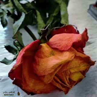 Telegram profile photo for ٱنٱ ٱﻟ̣̣عّرٱق ٱﻟ̣̣قٱدم 𐇗❤️
