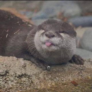 Telegram profile photo for Выдрач/Otterach🌴