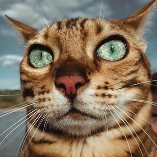 Telegram profile photo for Запости кота