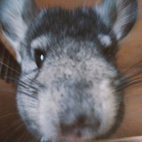 Telegram profile photo for шшлы