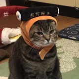 Telegram profile photo for шерстяной мудак