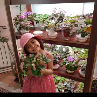 Telegram profile photo for adrina_violets بنفشه آفریقایی