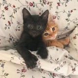 Telegram profile photo for Астмари не существует