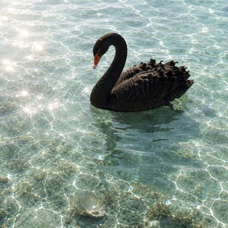 Telegram profile photo for black swan.