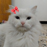 Telegram profile photo for ..