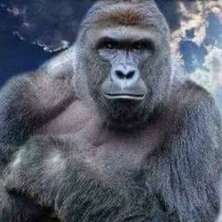 Telegram profile photo for Harambe Community