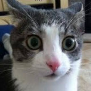 Telegram profile photo for WTF??? (часом, что за бесовщина?)