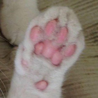 Telegram profile photo for Toebean Theories