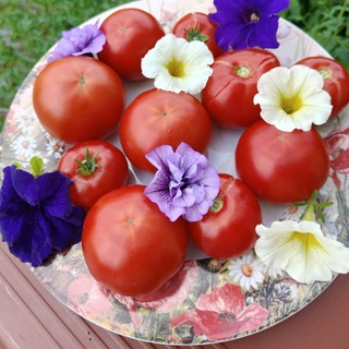Telegram profile photo for 🍅 ЛАТЫШ и Ко.