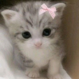 Telegram profile photo for πβπ» β‘ ΛβΉ . kitkat.mp4 ΙΛ