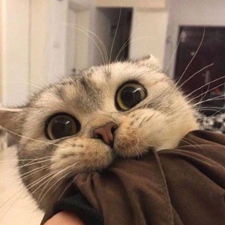 Telegram group profile photo for Yarbayın PDF Dükkanı Yedek 🐈