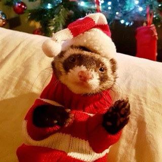 Telegram profile photo for язычки и темки тг