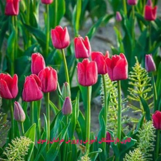 Telegram profile photo for کانون بازنشستگان آموزش و پرورش خراسان رضوی