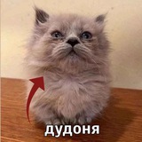 Telegram profile photo for Мопсостан