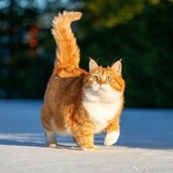 Telegram profile photo for هنرمندان قزوین باباصاد قصابی قزوین