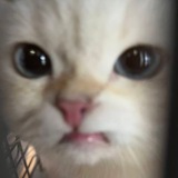 Telegram profile photo for Mpus >~<