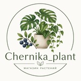 Telegram profile photo for Chernika_plant