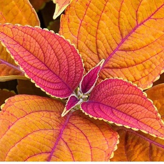 Telegram profile photo for شگفتانه ی گل 🍃🍀🌸💜🌸🍀🍃