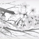 Telegram profile photo for 𝘳ᧉ᩠֗𝜐𝐢ᧉ᩠֗ᨰׁׅ𝕤 ₍ ₍ ✿꯭͟͟❀ ┄ֵ۫┄