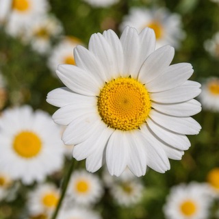 Telegram profile photo for The Nature Apothecary Chat