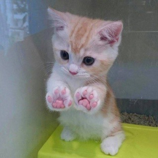 Telegram profile photo for MeowsClub 🐾