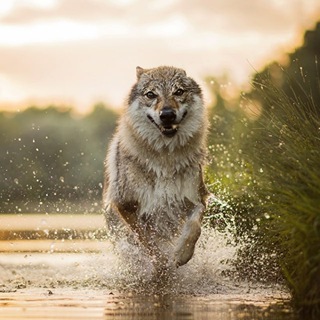 Telegram profile photo for Toba 60