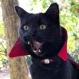 Telegram profile photo for Дракула без головы