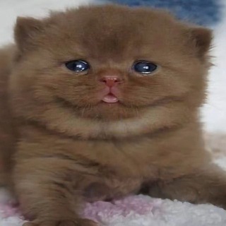 Telegram profile photo for камыш
