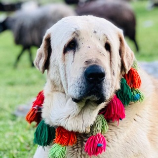 Telegram profile photo for کانال مامند برشان (مجموعە پشدر قصاب بزرگ)