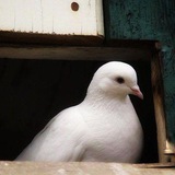 Telegram profile photo for منبه صلوات